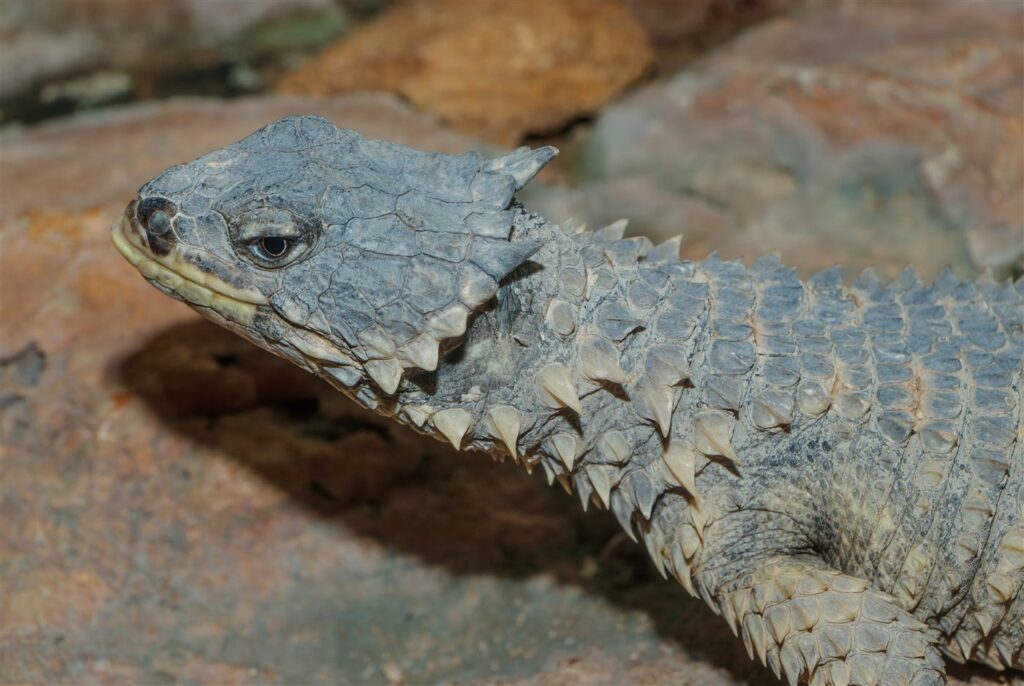 Cordyle géant