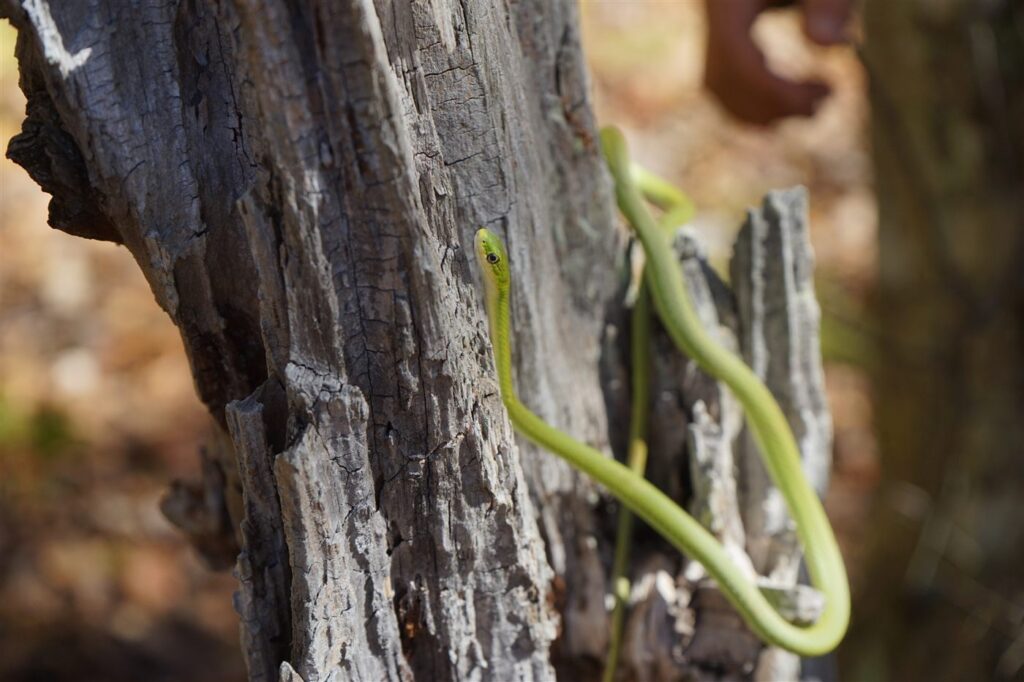Couleuvre verte rugueuse