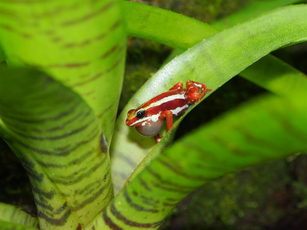 Epipedobates anthonyi