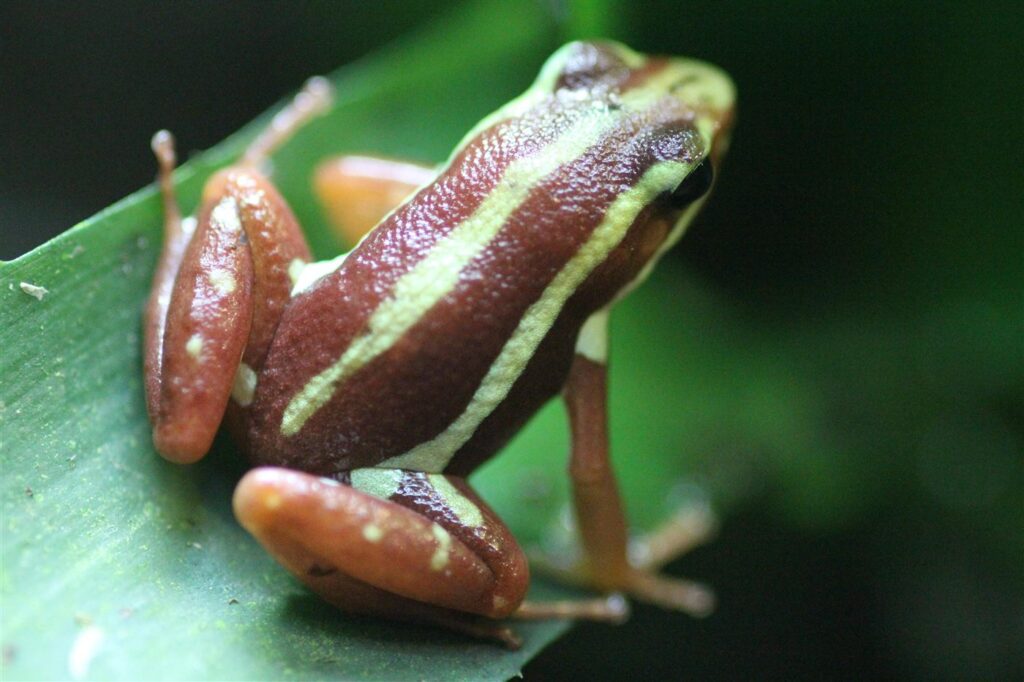 Epipedobates tricolor