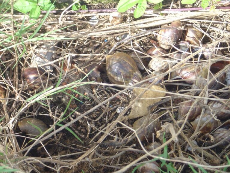 Escargot géant africain, Achatina fulica