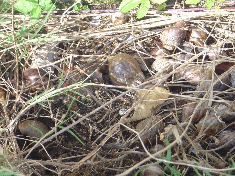 Escargot géant africain