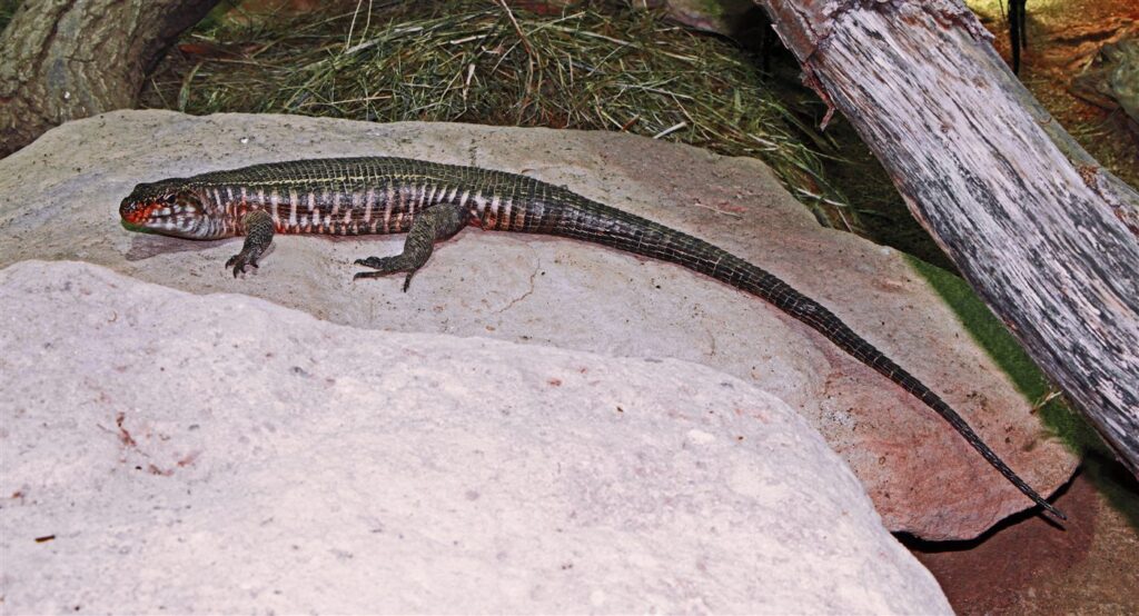Gerrhosaure géant
