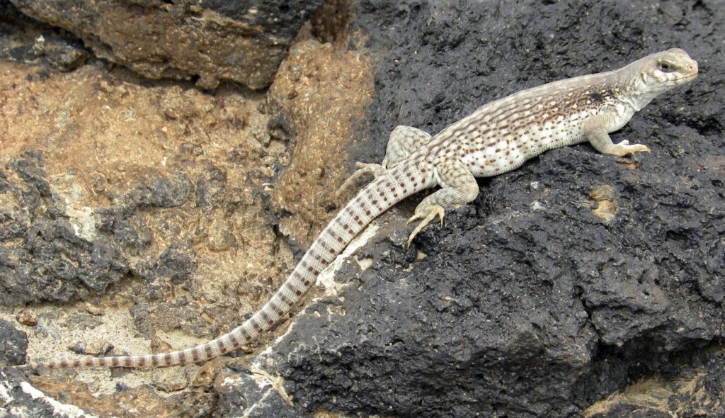 Iguane du désert