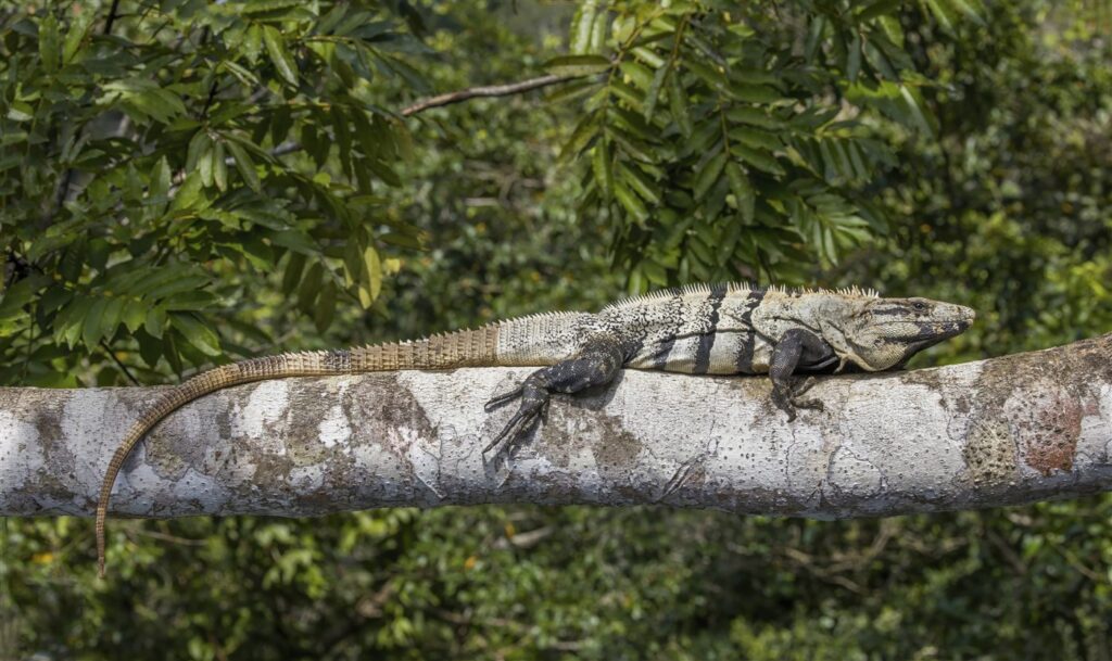 Iguane noir