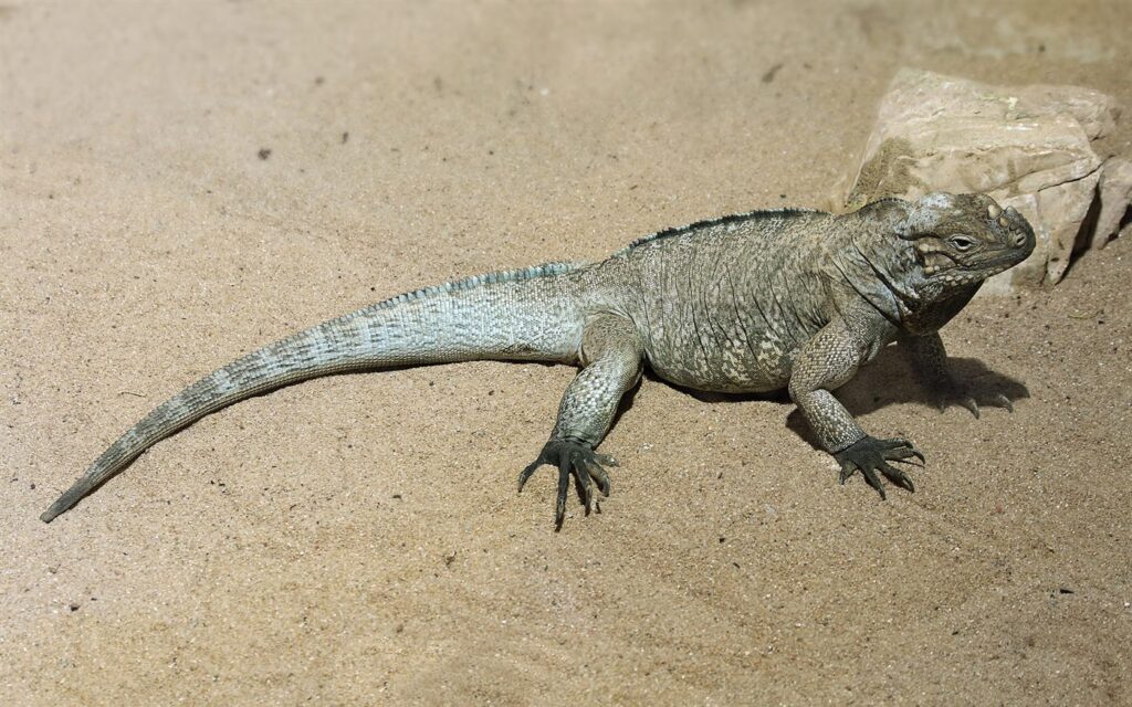 Iguane rhinocéros