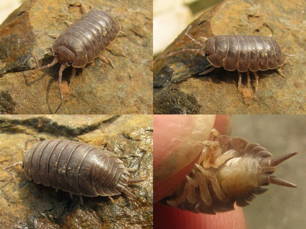 Isopode géant