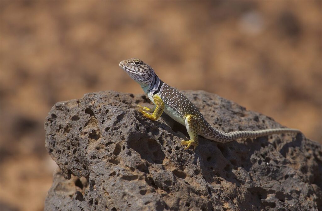 Lézard à collier