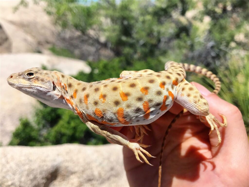 Lézard léopard