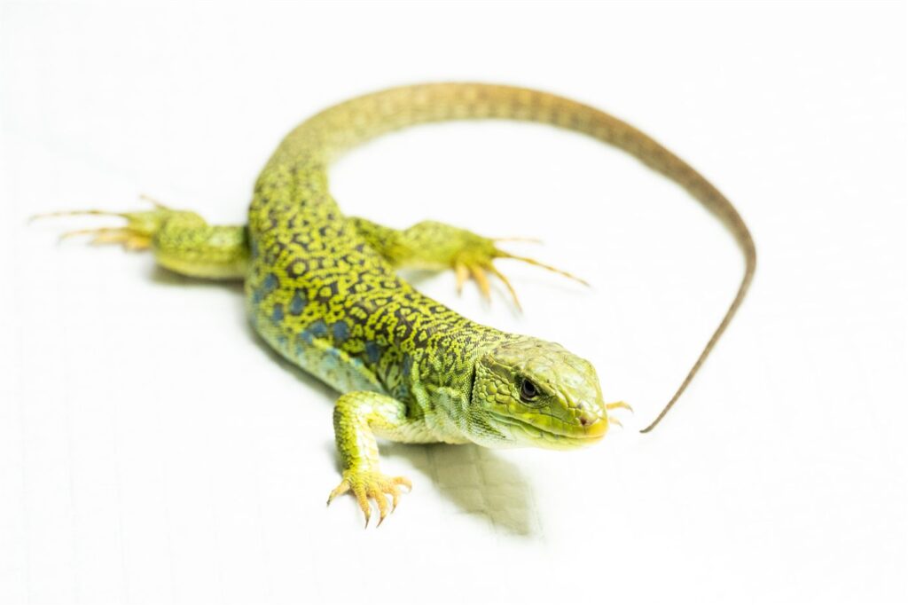 Lézard ocellé