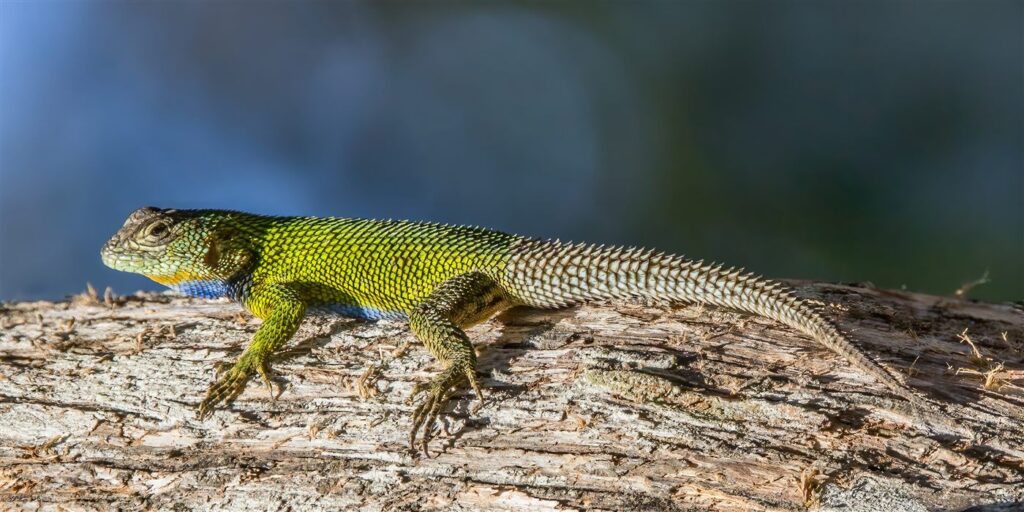 Lézard épineux