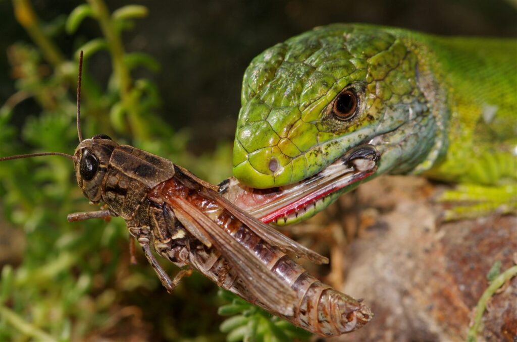 Lézard vert occidental