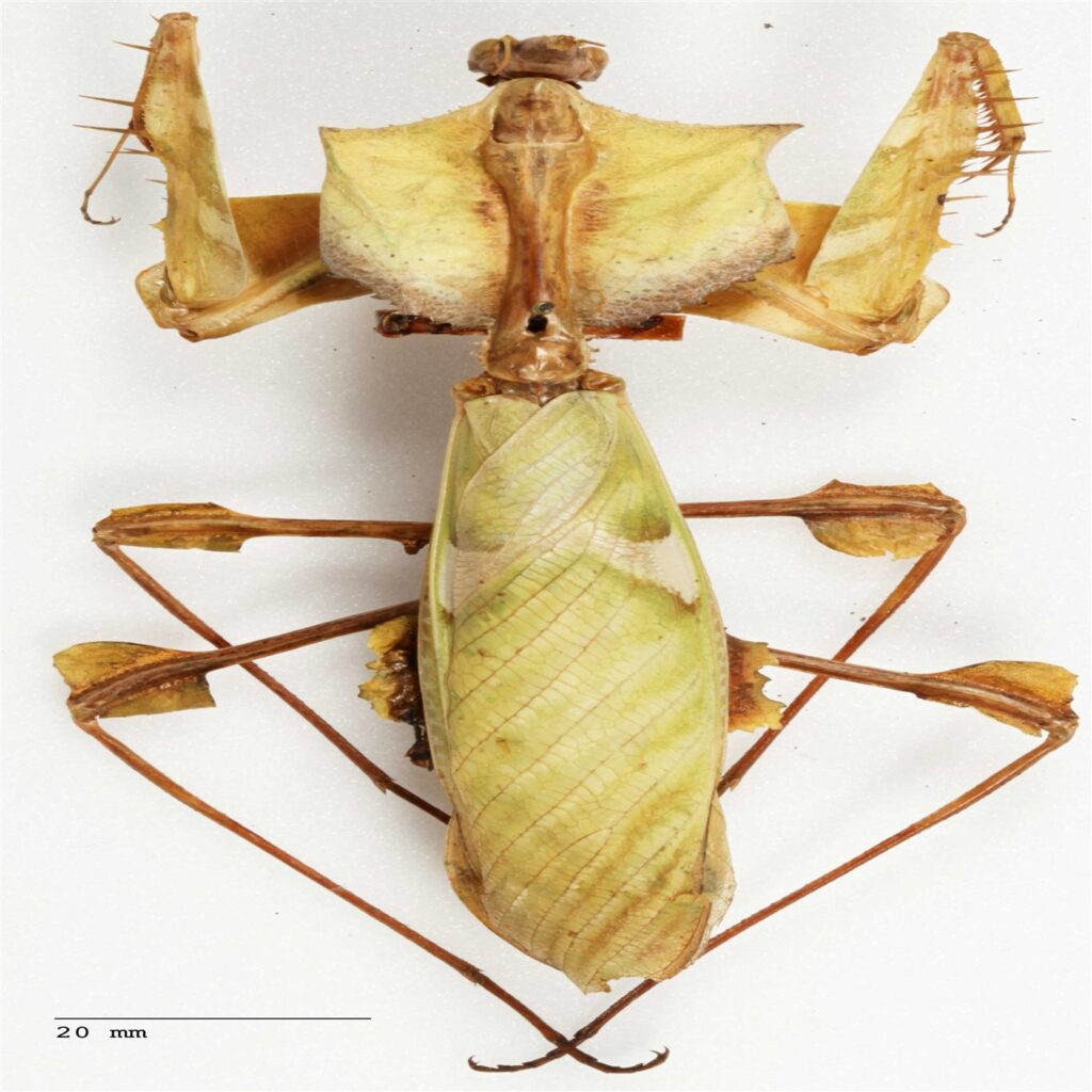 Mante diable géante