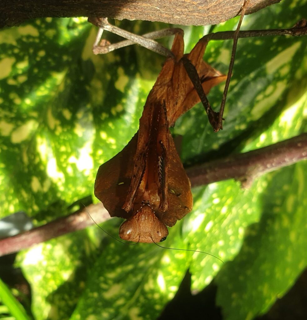 Mante feuille morte géante