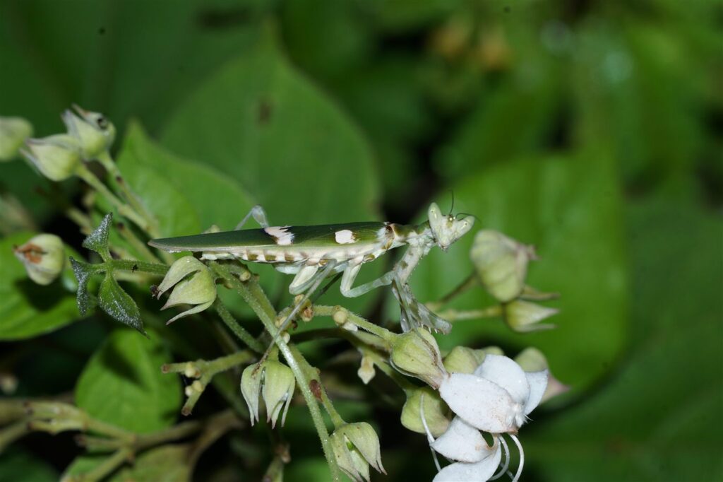 Mante fleur joyau