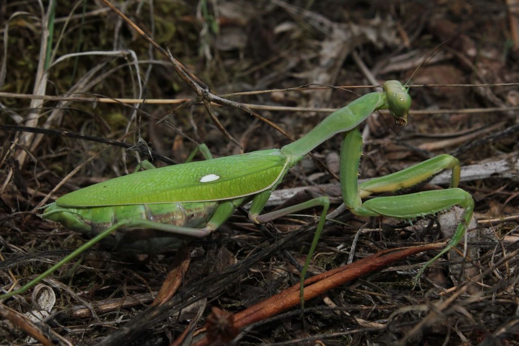 Mante verte africaine