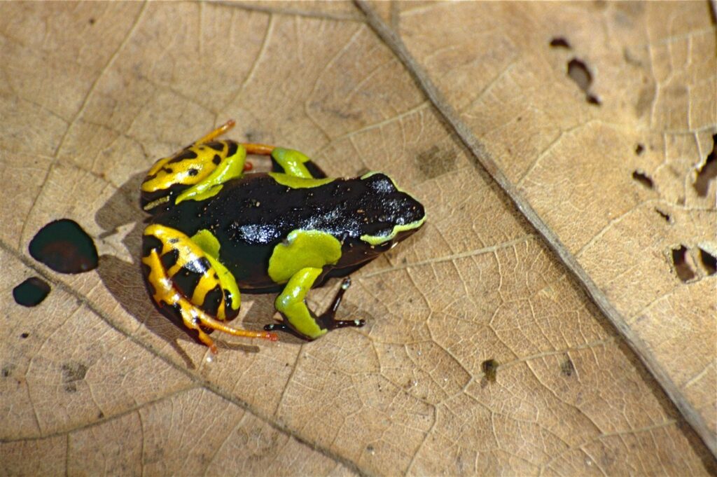 Mantella baroni