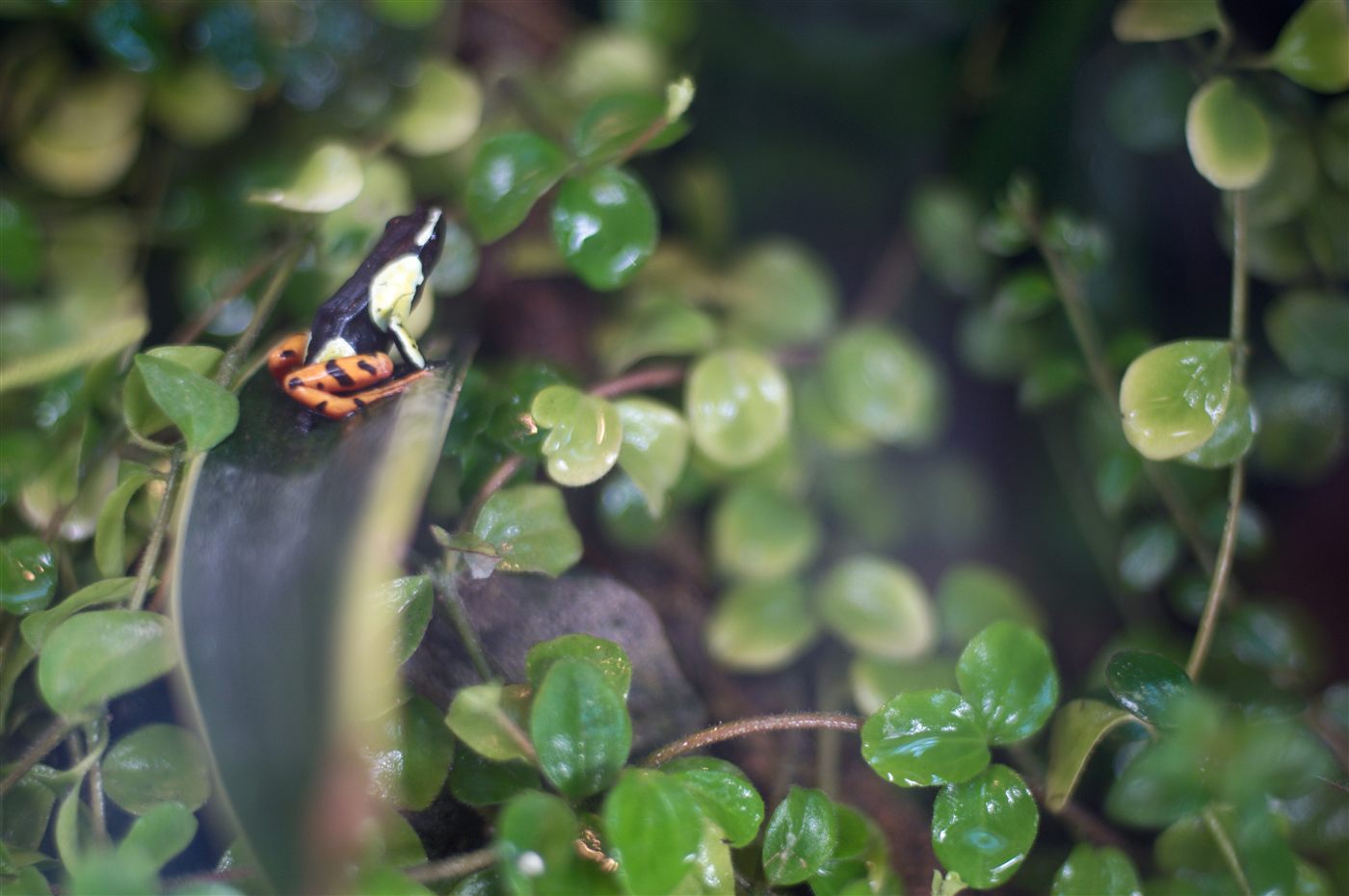 Mantella madagascariensis