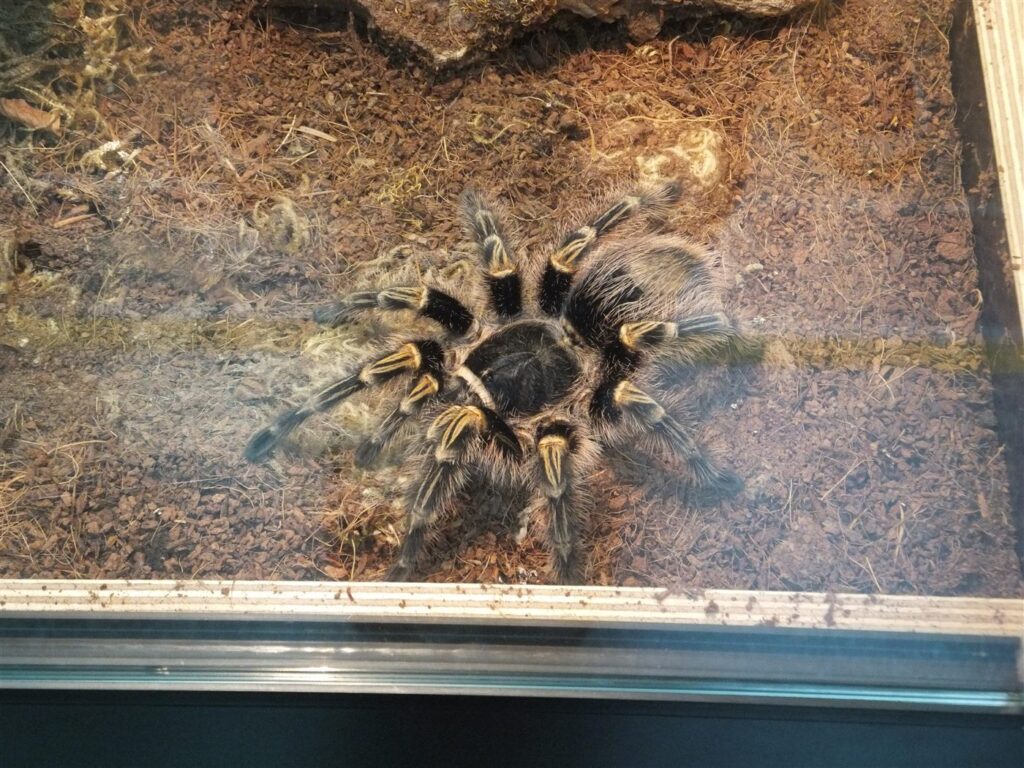 Mygale genou doré du Chaco