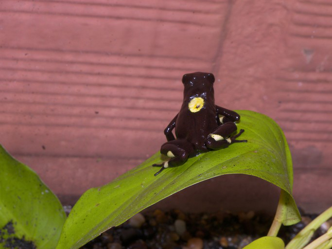 Oophaga histrionica