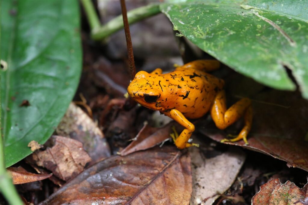 Oophaga sylvatica