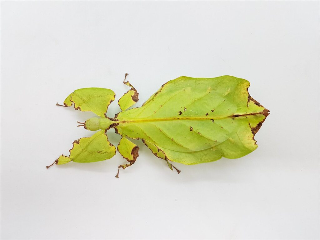 Phasme feuille géant
