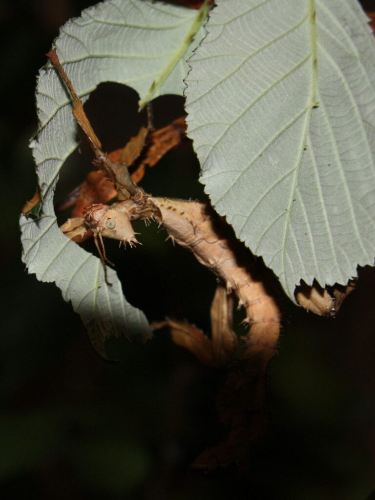 Phasme feuille épineux