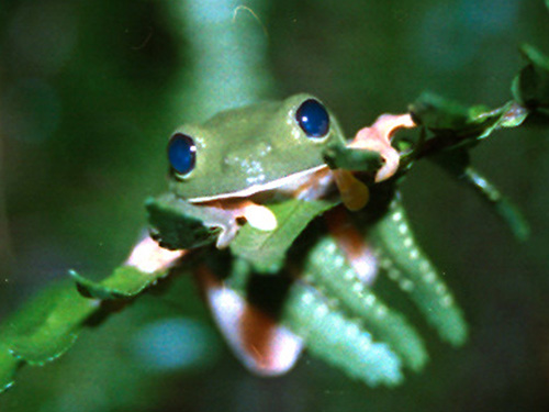 Agalychnis moreletii