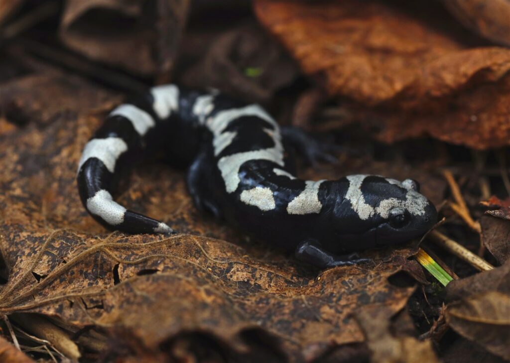 Salamandre marbrée