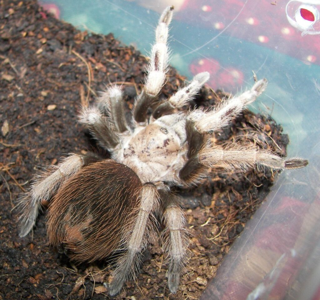 Mygale blonde de l'Arizona