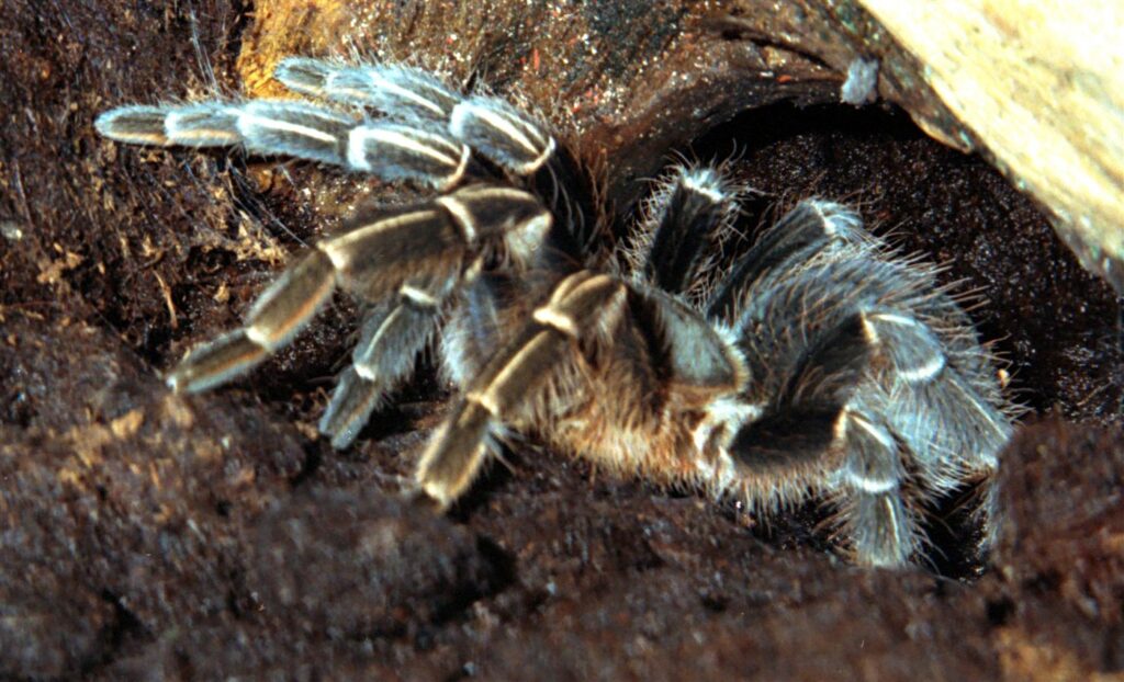 Mygale zébrée du Costa Rica