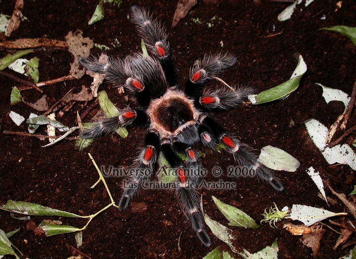 Mygale genou de feu du Mexique