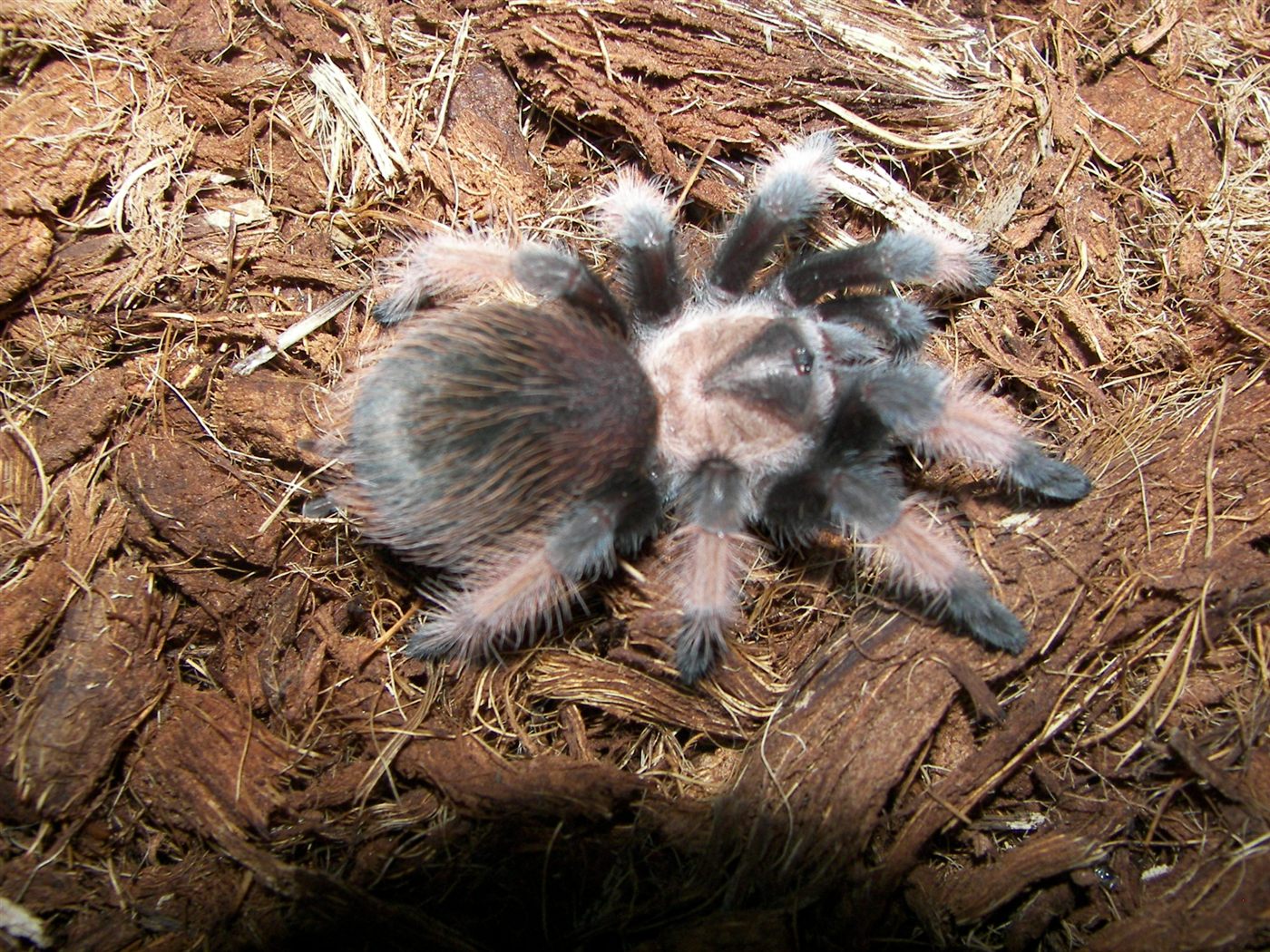 Mygale patte rouge du Mexique, Brachypelma emilia