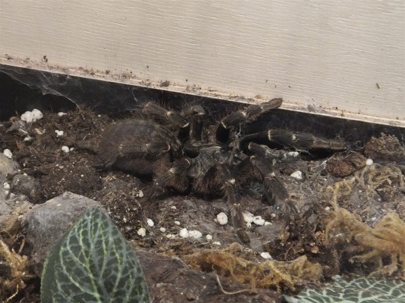 Mygale babouin à corne arrière, Ceratogyrus darlingi