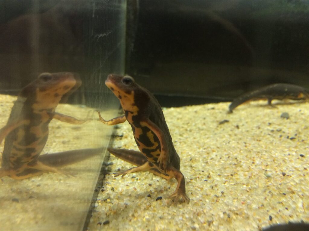 Cynops ensicauda