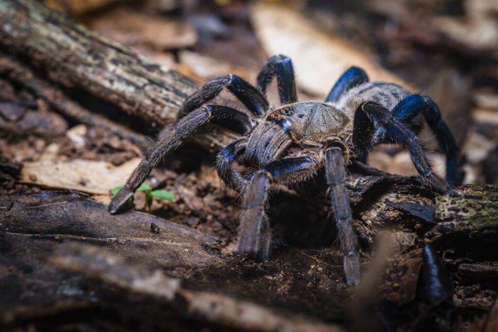 Mygale bleu cobalt