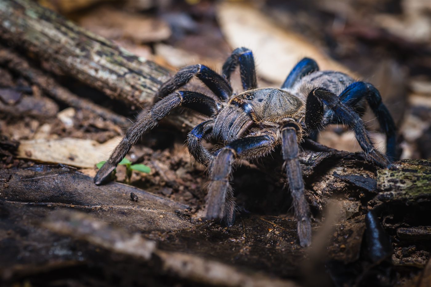 Mygale bleu cobalt, Cyriopagopus lividus