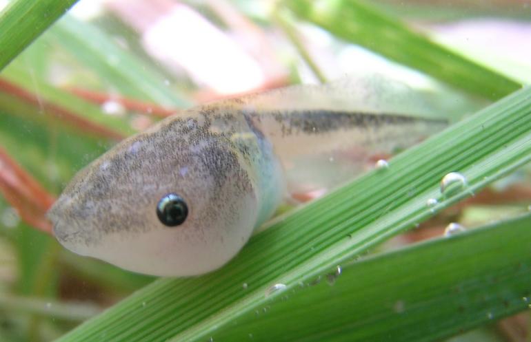 Dyscophus insularis