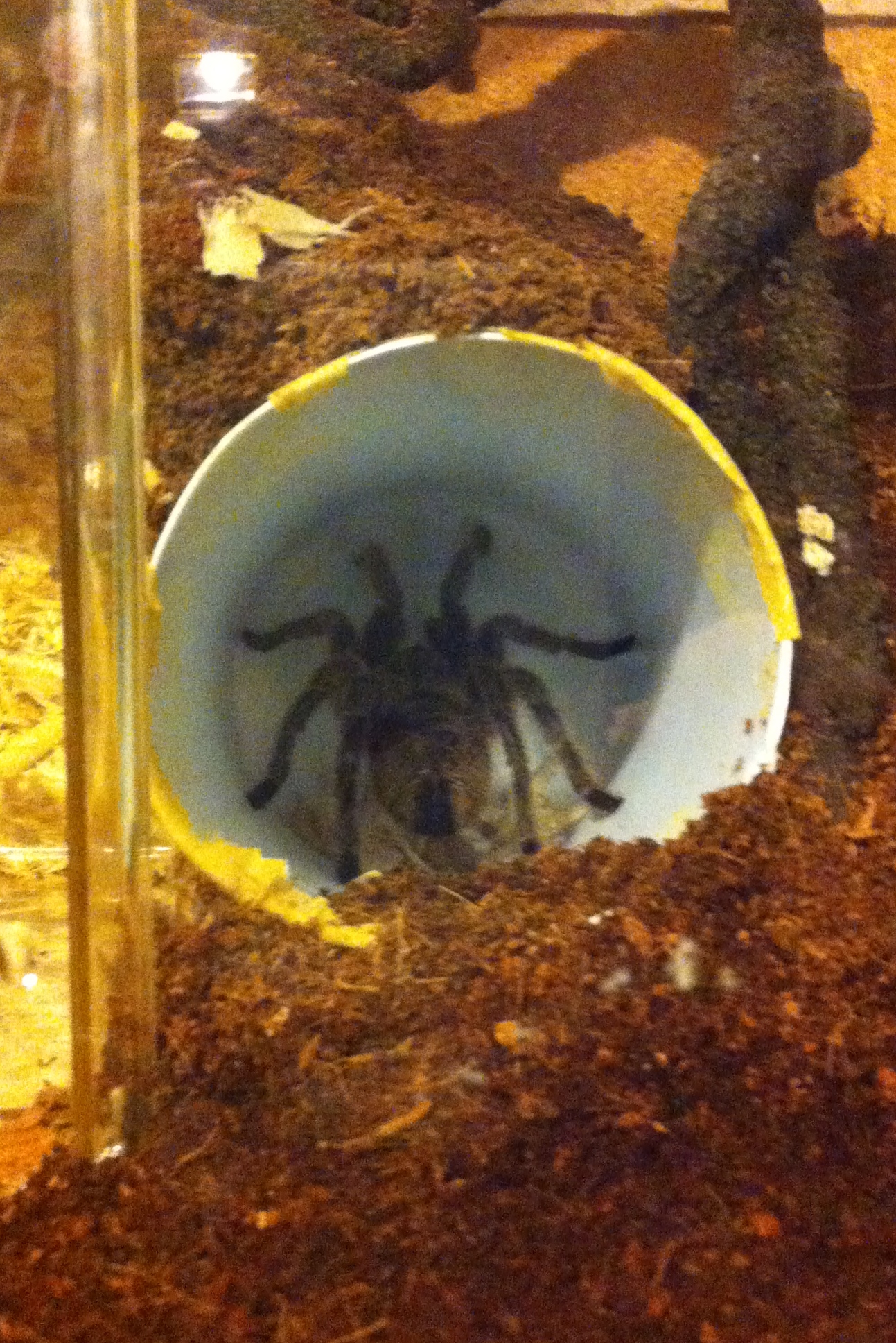 Grammostola porteri
