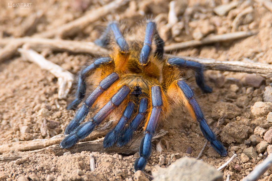 Mygale patte bleue dorée, Harpactira pulchripes