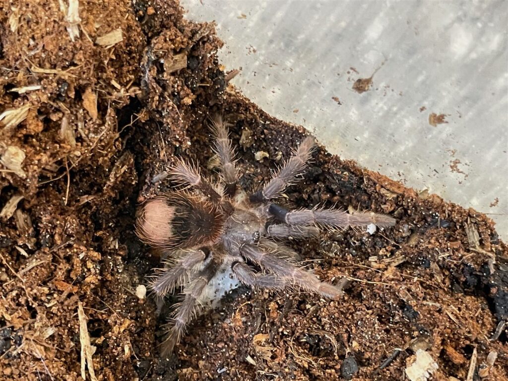 Mygale babouin étoilée du Togo