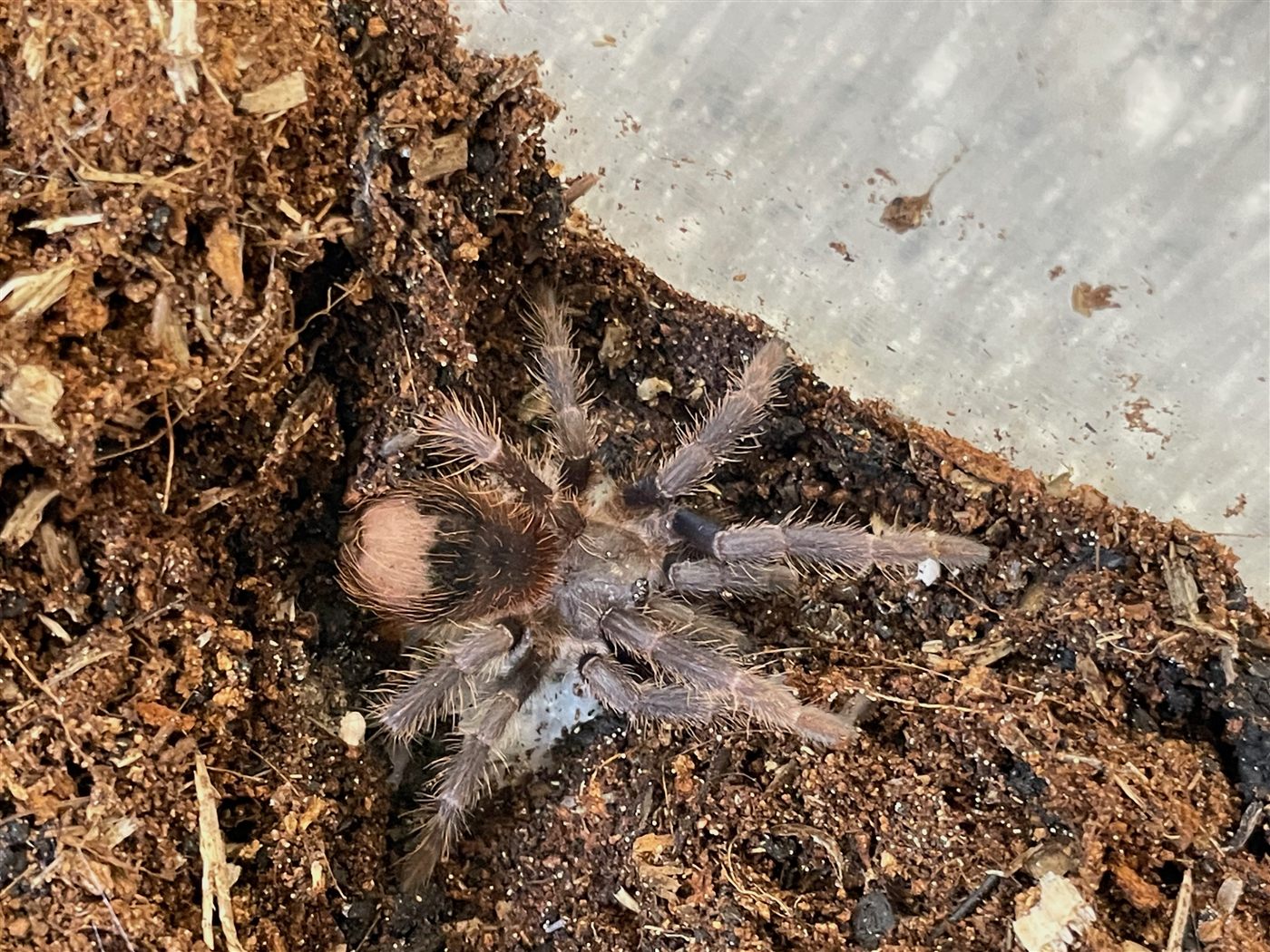 Mygale babouin étoilée du Togo, Heteroscodra maculata