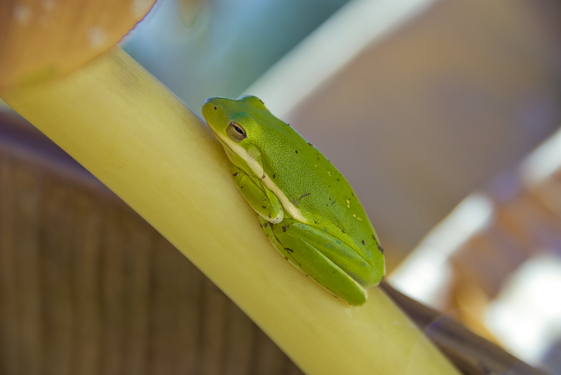 Hyla cinerea