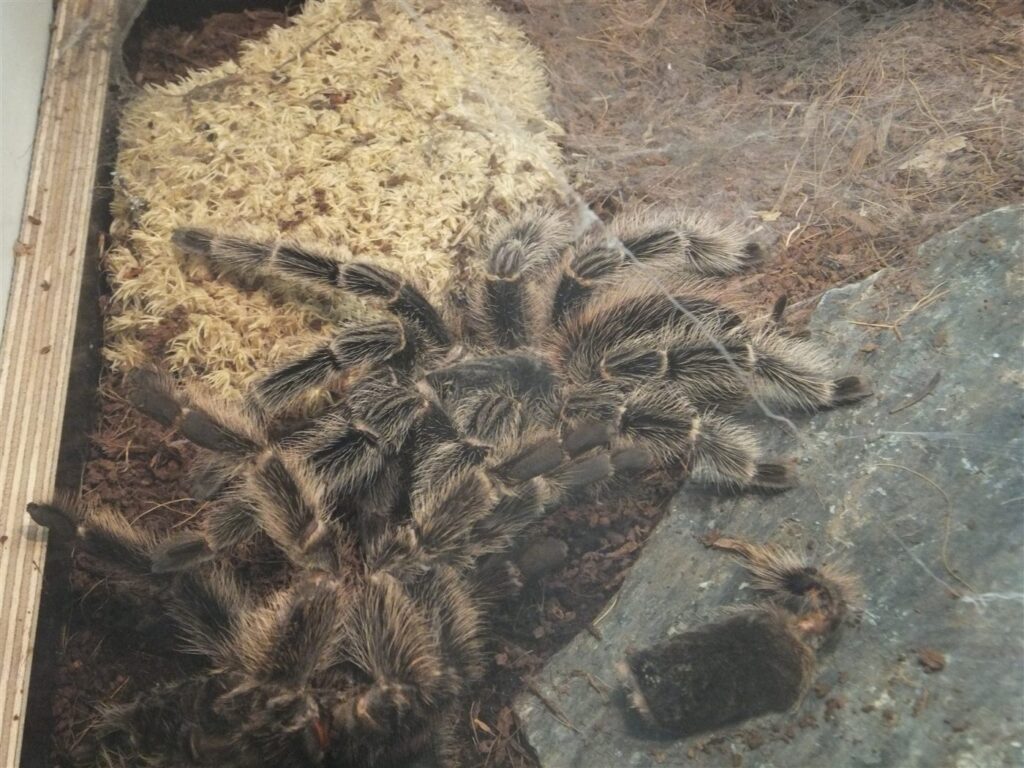 Lasiodora difficilis