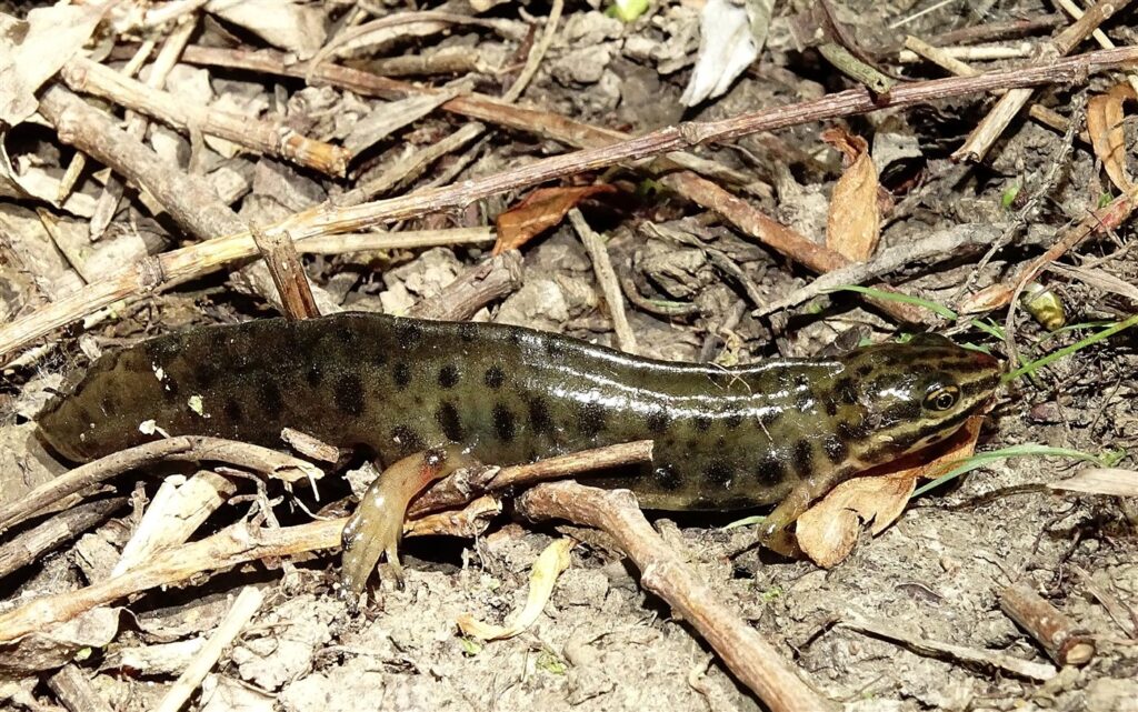 Triton ponctué