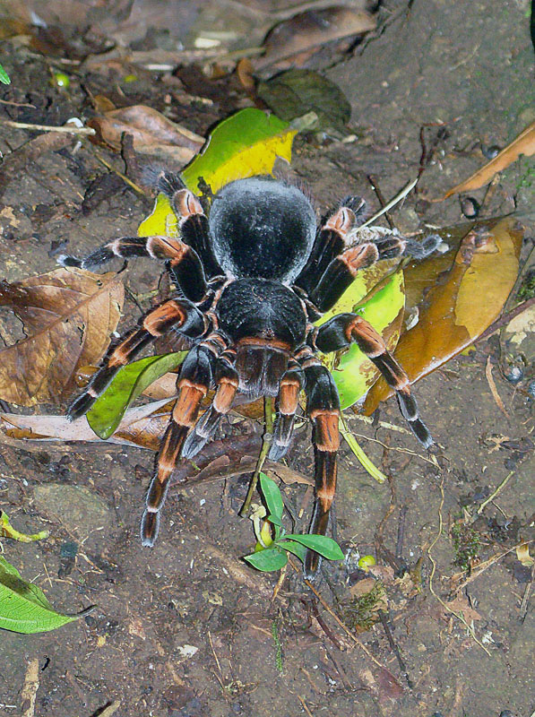 Mygale genou orange du Costa Rica