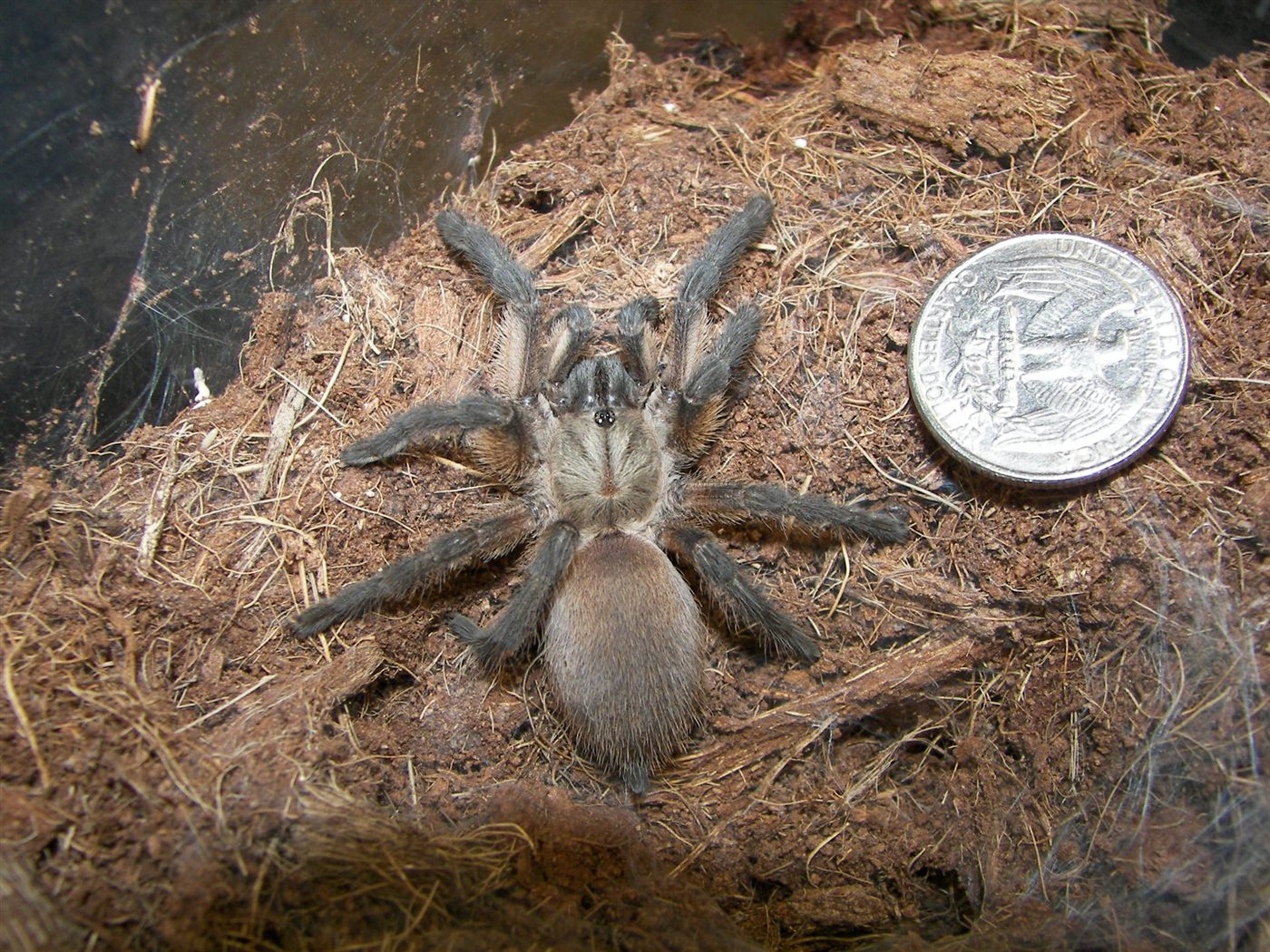 Mygale bleue de Socotra, Monocentropus balfouri