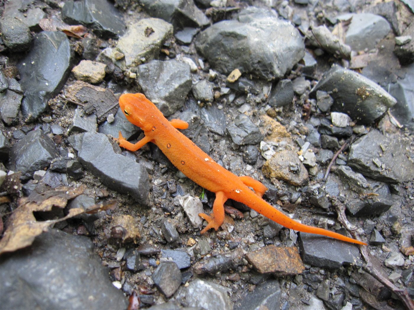 Triton vert (Notophthalmus viridescens)