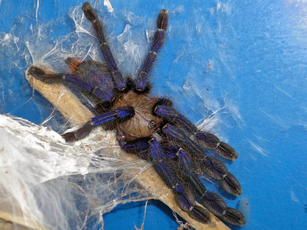 Mygale bleue de Singapour