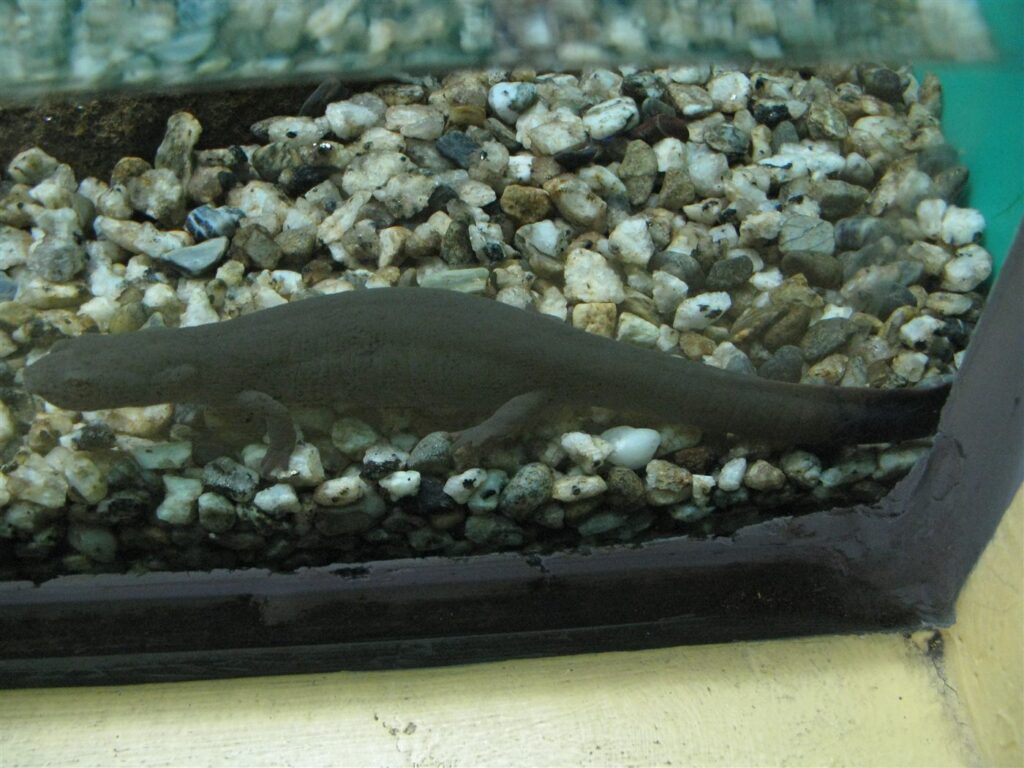 Pachytriton labiatus